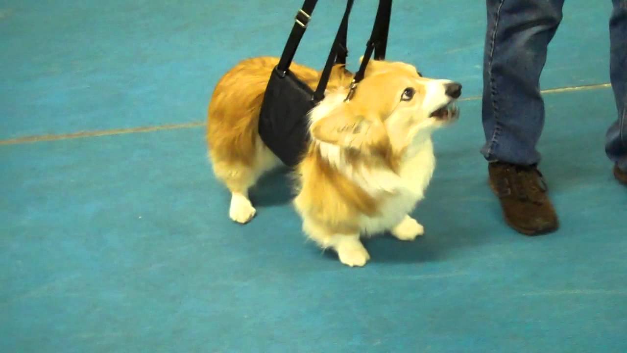 Ginger Lead Harness 1 Pembroke Welsh YouTube