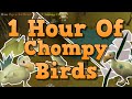 OSRS Chompy Bird Hunting Guide 200 Kills Hour 2021 OSRS Chompy Bird Hunting Guide 200 Kills Hour 2021
