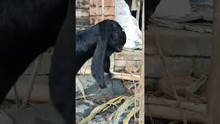 King is always king#shortvideo #viral #viralshort #goat #animallife #wildlifebangla