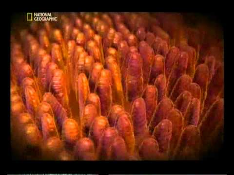 Путешевствие по пищеварительной системе.wmv