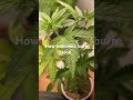 How nutrients burn look