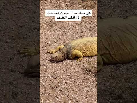 هل تعلم ماذا يحدث لجسمك اذا اكلت الضب