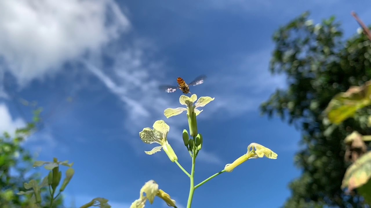Hoverfly on Brassica