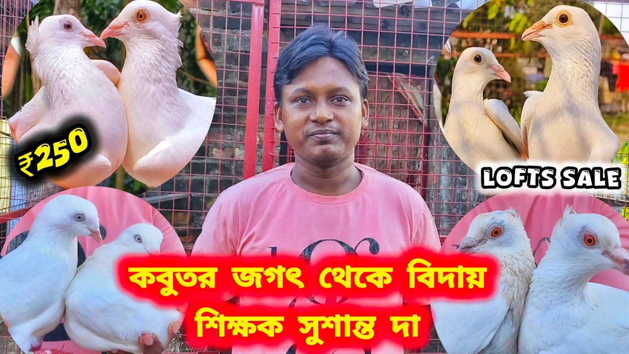 মধ্যমগ্রামের কবুতর প্রেমী শিক্ষক সুশান্ত দার সমস্ত কবুতর বিক্রয়।LOFTS SALE ₹300।@pigeonsloverrj9600