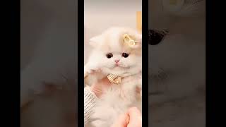 Cute cat video #cat #cute #kitty #kitten #fluffykitties #fluffy #adorable #pets #happy #fun #shorts