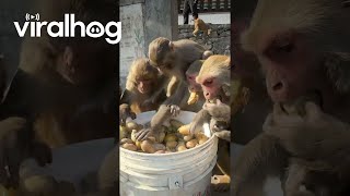 Monkeys Enjoy Eating Boiled Potatoes || Viralhog