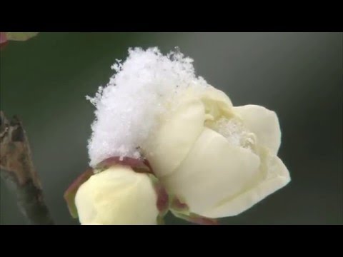 古今和歌集 / The Kokinshû. Spring Poems. Part II, 75 / Весенние песни. Сувий 2 (KKS II, 75)
