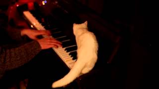 Me and my cat are playing Limp Bizkit - piano