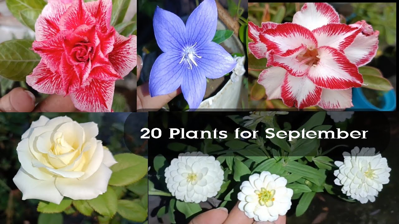 सितंबर के 20 फूलों के पौधे 🌼 20 Best flowering Plants for September