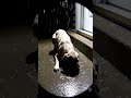 Lost Hope: A Dog's Rainy Day Struggles #Hope #Vulnerability #DogInRain