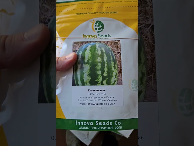 Авалон легендарний кавун від Innova Seeds Co, USA, California 🇺🇸