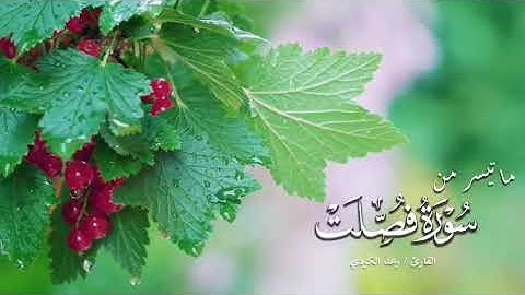 ماتيسر من سورة فصلت || القارئ: رعد الكردي