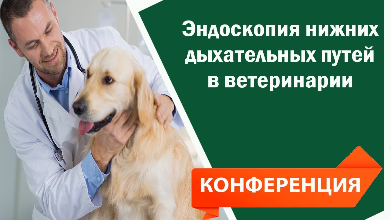 Эндоскопия нижних дыхательных путей в ветеринарии - YouTube
