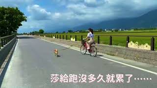 池上這麼大，怎麼帶狗騎車呢？ 