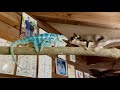 カメレオンを怒らせてしまったら怖すぎる一面を見てしまった‼️