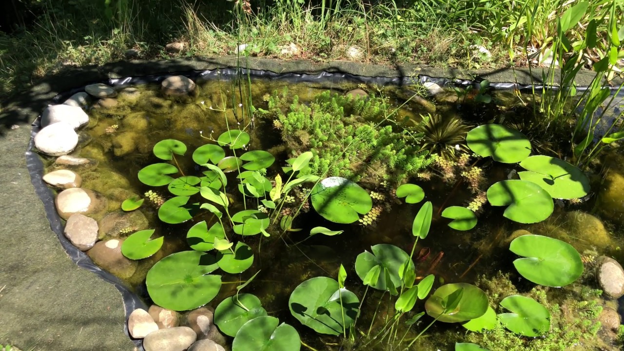 Unser Teich - Teil 2 