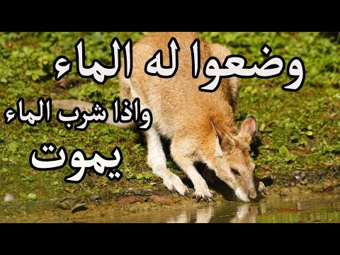 لا يستطيع العيش بدون ماء ولكن اذا شرب الماء يموت الحقيقه في هذا الفيديو الكنغر