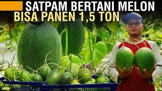 CERITA PETANI MELON DARI GAGAL 50% SAMPAI PANEN 1,5 TON