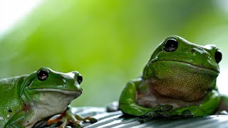 3 HOURS of relaxing music with frogs | Concentration | Meditation | Positive Energy, Pure Nature