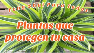 Plantas de protección para tu casa /Feng Shui Para Todos /Infinita MenteSabia/