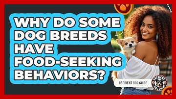 Why Do Some Dog Breeds Have Food-seeking Behaviors? - Obedient Dog Guide
