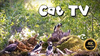 Cat TV for Cats to Watch   THE HOME OF WOODPECKERS‍⬛(4K)