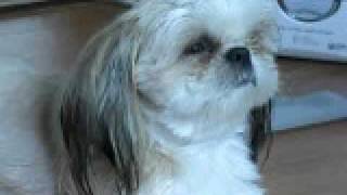 shih tzu*20090417