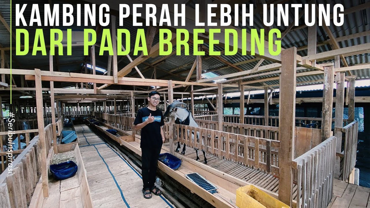 Pemuda 26 Tahun Sukses Ternak Kambing Perah Modern Terbukti Menguntungkan