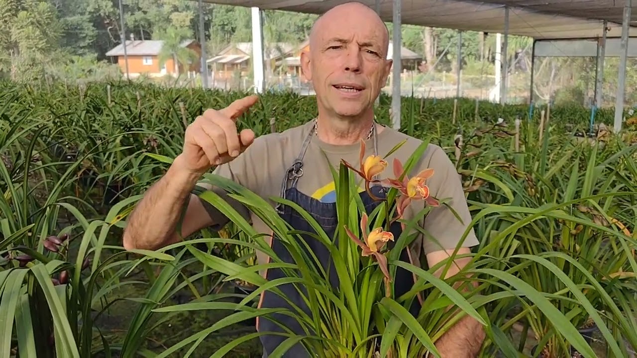 Meu Cymbidium não floriu! O que aconteceu?