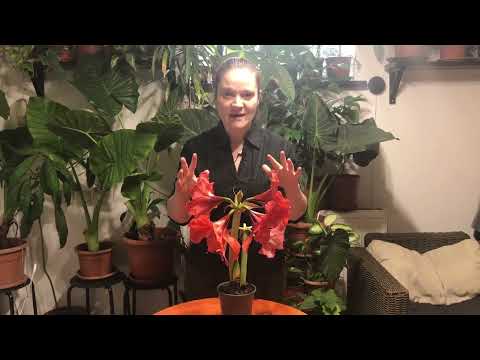 Video: Cum să reînfloriți o floare de Amaryllis