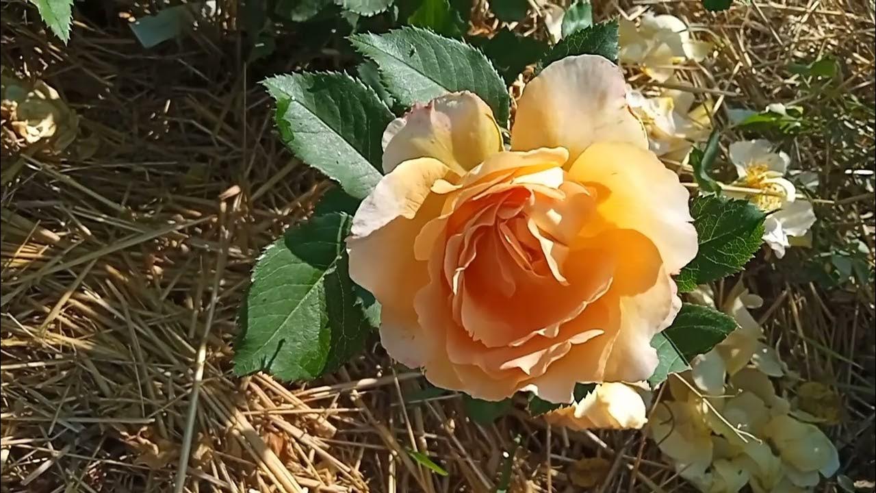 ЗОННЕНВЕЛЬТ Sonnenwelt роза - YouTube