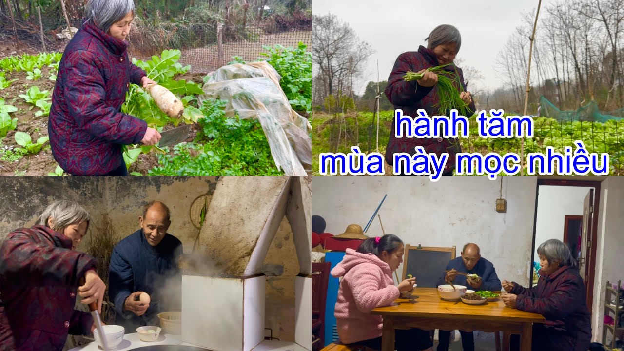 [1135]Ở Quê Trồng Rau Củ_Nuôi Thêm Gà Nên Bữa Cơm Cũng Đầy Đủ.