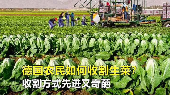 德国农民如何收割生菜？收割方式先进又奇葩，不愧是农业发达国家！ - 天天要闻