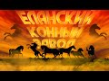 Еланский Конный Завод - ВСЁ О КОНЕВОДСТВЕ, ЛОШАДЯХ И ИХ СОДЕРЖАНИИ! [ ЧАСТЬ 1 ]