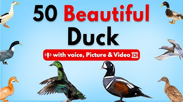 50 Amazing Duck Breeds 🦆 | Learn Different Types of Ducks in English with Voice, Pictures & Video