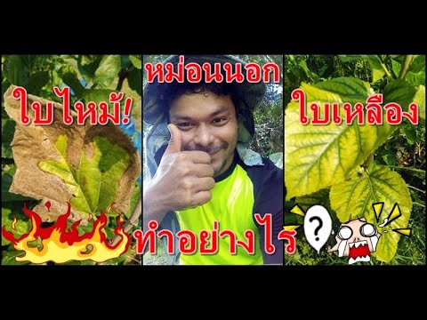 วีดีโอ: สาเหตุของใบเหลืองบนหม่อนไร้ผล