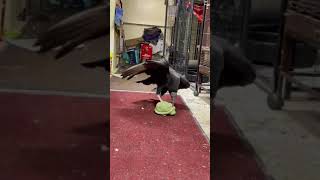 Virgil The Vulture Attacks His Toy Turtle