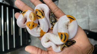 W(our)lds first ODYB pieds / ball Python hatchling / egg cut 🤔🤔