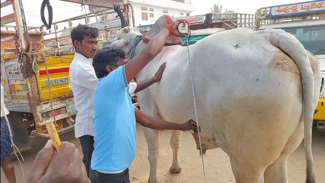 పెబ్బేరు సంతలో భారీ సైజు ఒంగోలు కోడెకు కొలతలు చూస్తున్న రైతులు | Biggest Ongole Bull 🐂