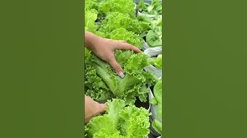 Super Sharp Simple Smart Tool To Harvest Lettuce Easily And Quickly #shorts
