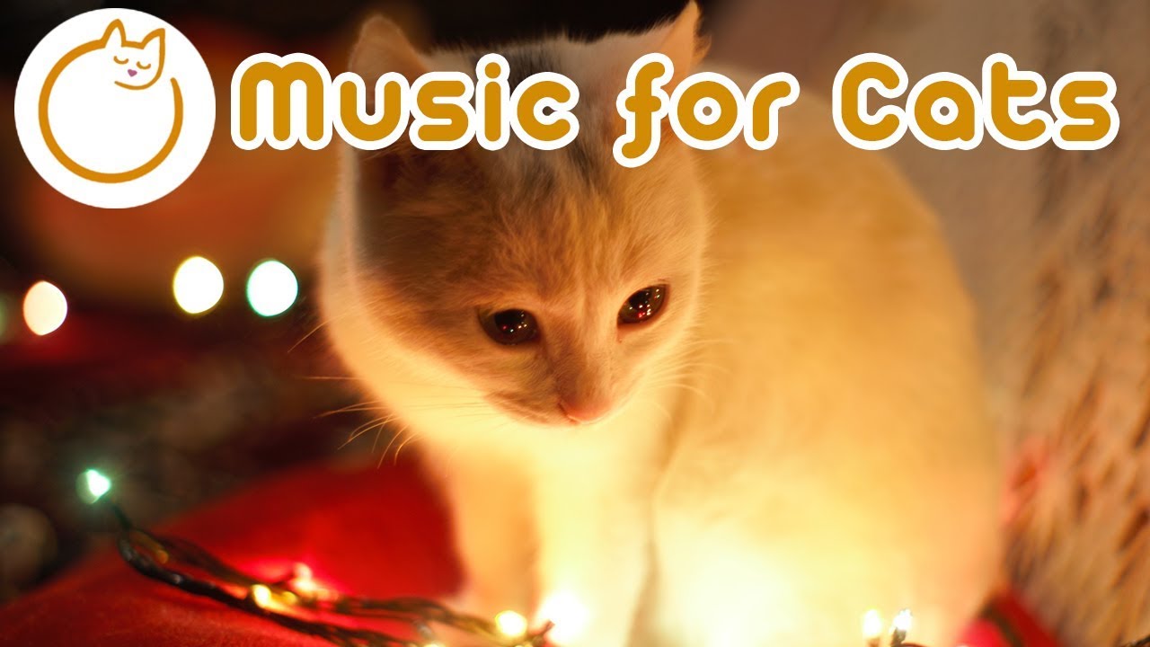 EXTRARELAXING Cat Music! Festive Songs to Calm your Cat Instantly (NEW