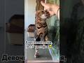 Эту крошку сдали в приют и ей очень нужен дом🏡 #приютнекрасовка #москва #кошкавдар