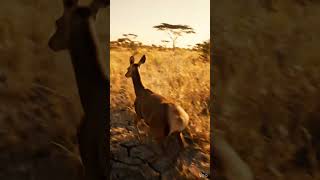 Deer running on grassland