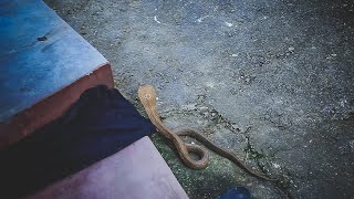 Cobra in Pipe | Monocled Cobra | Rescue | Belghari | Pokhara | Nepal | Rohit Giri |
