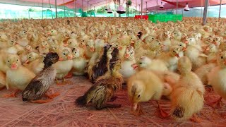 Duck _ Quá Trình nuôi vịt con đến Đẻ Trứng Kiểu Chạy Đồng _ The duck _ Nông Dân Mlog