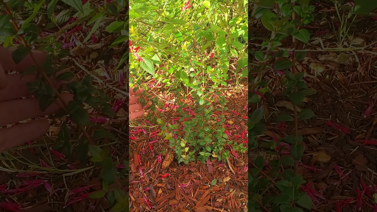 Chilean Guava Update #2