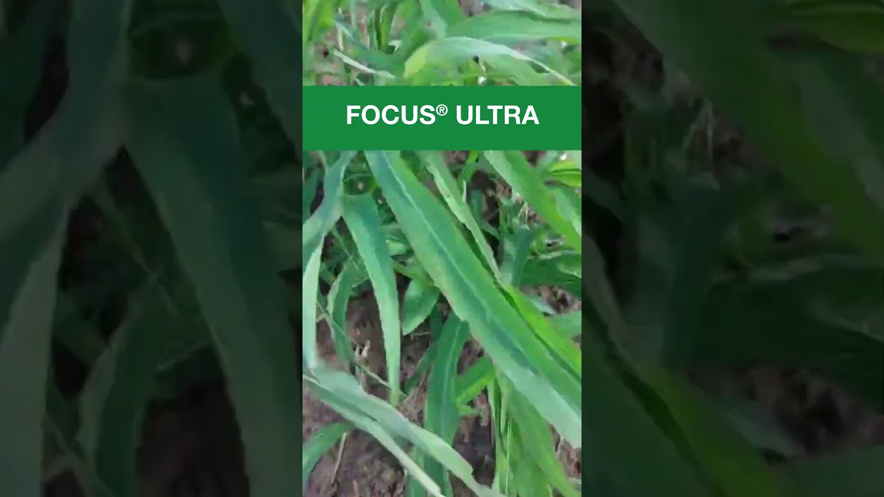 Ultra zaštita suncokreta od rizomskog sirka – Focus® Ultra.