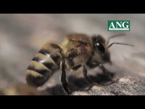 Ana Arı Üretimi Belgeseli - Saf Kafkas ve Orta Anadolu Ana Arıları