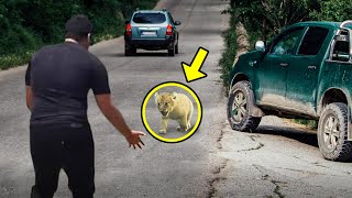 Hombre Rescata A Un Cachorro De León Moribundo En La Carretera. Entonces Ocurre Lo Impensable.