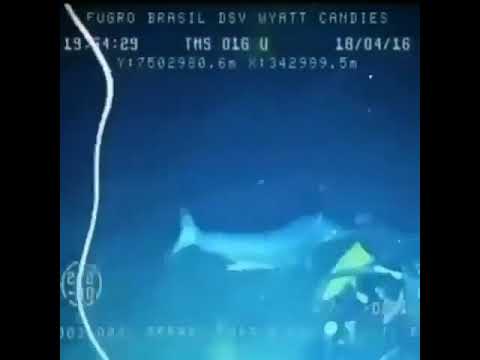 A man gets stabbed in the back by a juvinile swordfish!!